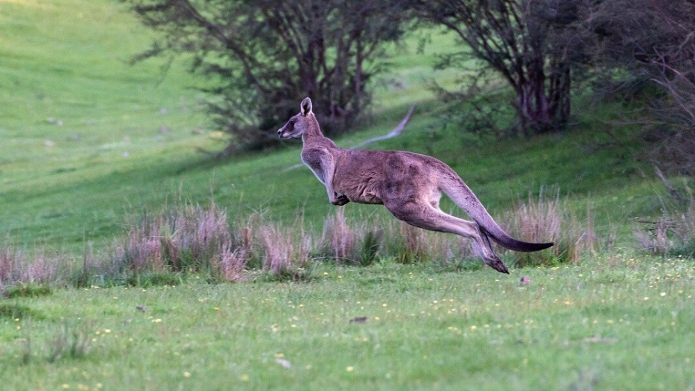 kangaroo-4529326_1280