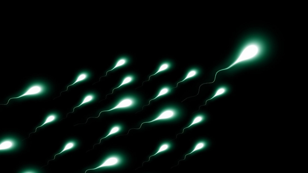 sperm-immunity-DNA