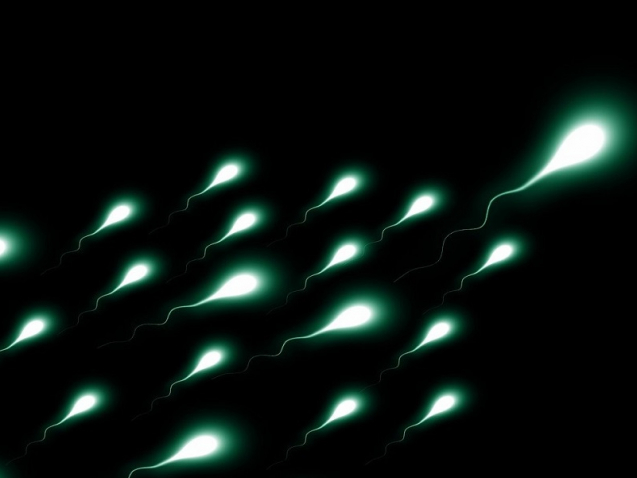 sperm-immunity-DNA