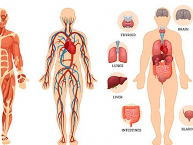 human-body