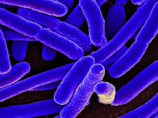 2 bacteria