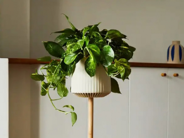 3 Neoplants-engineered-plant-pothos